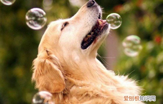 金毛幼犬多久能长成大狗 金毛几个月能长成大狗