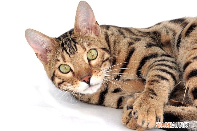 怀孕的猫一直叫是为什么，怀孕的猫为啥一直叫