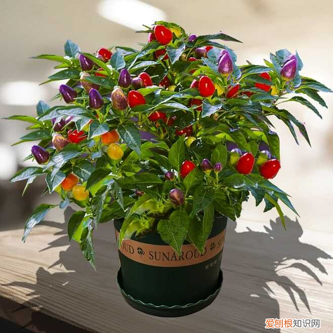 室内种郁金香会脱发吗 室内种郁金香对人体有害吗