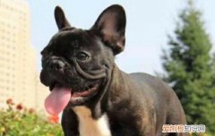 法斗记仇的表现有哪些 法斗记仇的表现