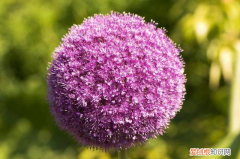 缠枝牡丹百度百科 缠枝牡丹的养殖方法和注意事项图片视频