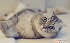 为什么折耳猫不能养 折耳猫不能买的原因