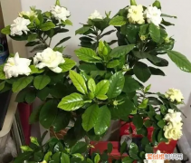 兔尾草种植时间和方法 兔尾草的功效与作用