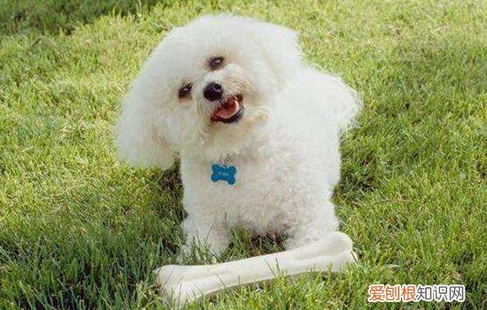 比熊多久吃一次鸡胸肉 比熊鸡胸肉一周吃几次