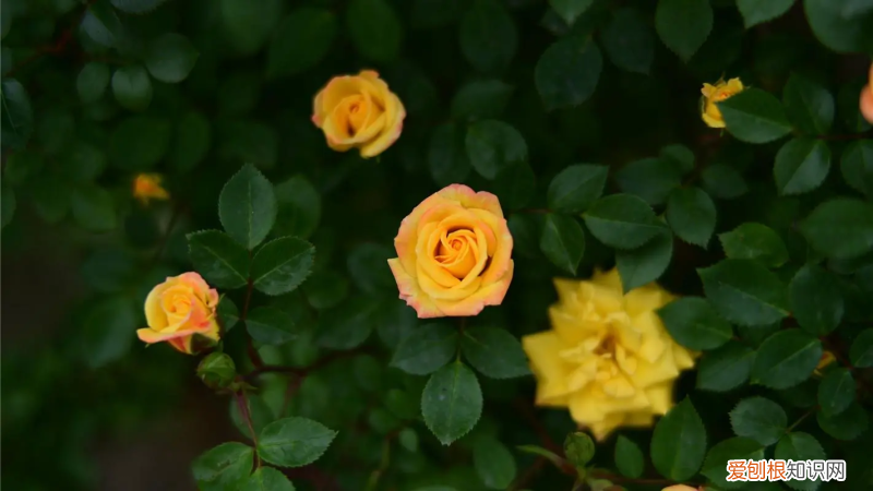 棕榈的药用价值 棕榈树的药用价值及用途