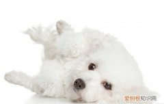 比熊可以长多大斤 比熊最大长到多少斤