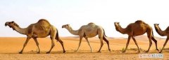 骆驼之所以被誉为沙漠之舟是因为什么 骆驼作为沙漠之舟都有哪些特点用简单的语言回答即可