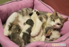 母猫为什么把小猫叼走换窝，能阻止母猫叼着小猫换窝吗