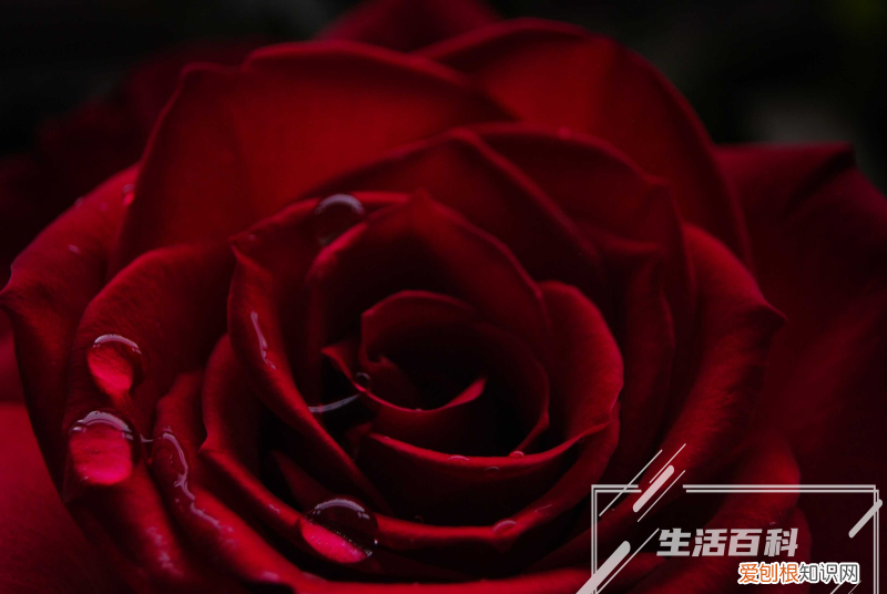 朝雾草怎么养 朝雾草图片