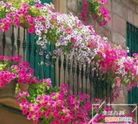 老人须的养护方法 老人须有什么药用价值