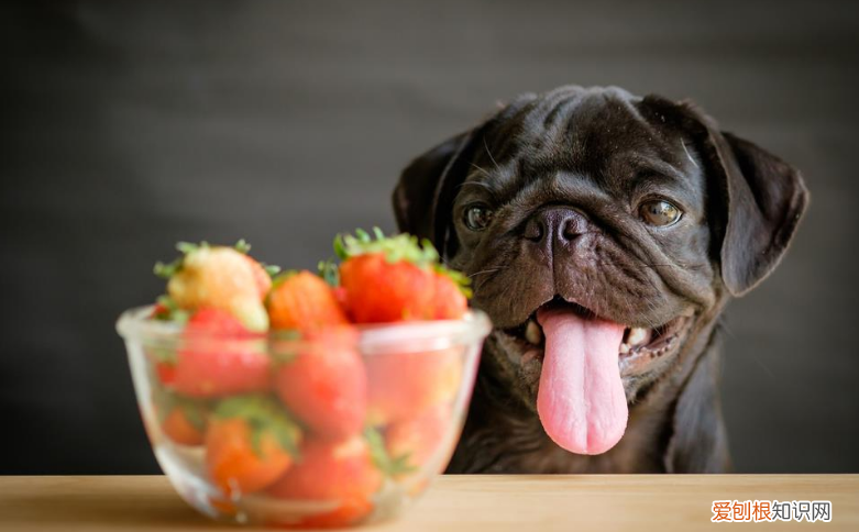 狗可以吃几个草莓 狗能一次吃几颗草莓