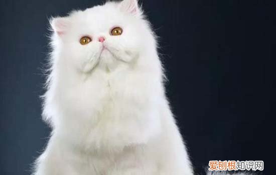 波斯猫好养吗 波斯猫还是比较好养的