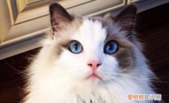 养布偶猫有什么麻烦 养布偶猫的麻烦之处