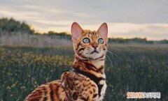 豹猫几个月眼变绿 豹猫两个月眼变绿