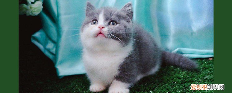 猫怀孕多久能看出来,母猫怀孕多久能看出来,猫咪怀孕多久能看出来，猫咪一般多久能看出怀孕