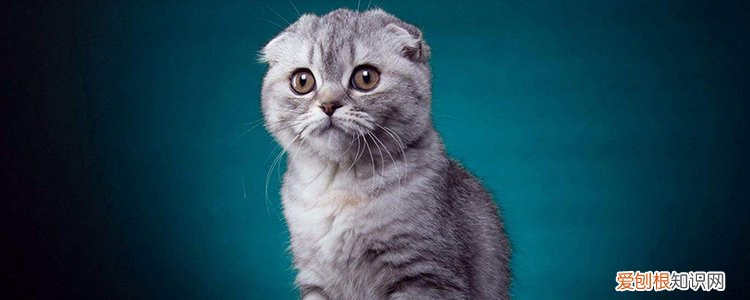 折耳猫是怎么配出来的,折耳猫怎么培育出来的,折耳猫是怎么繁育出来的