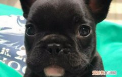 法斗掉毛怎么处理 法斗掉毛怎么改善