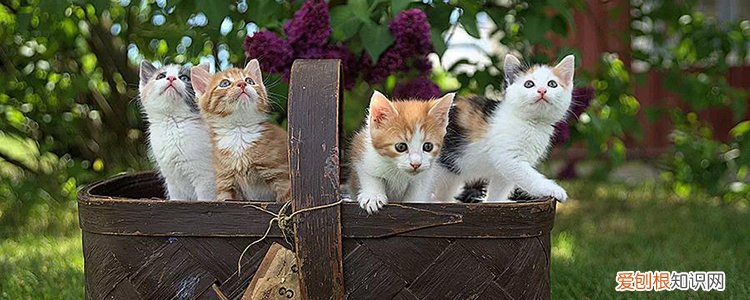 猫会吃自己的孩子吗,猫咪会吃掉自己孩子吗,猫会不会吃自己的小猫，为什么猫会吃自己的孩子?