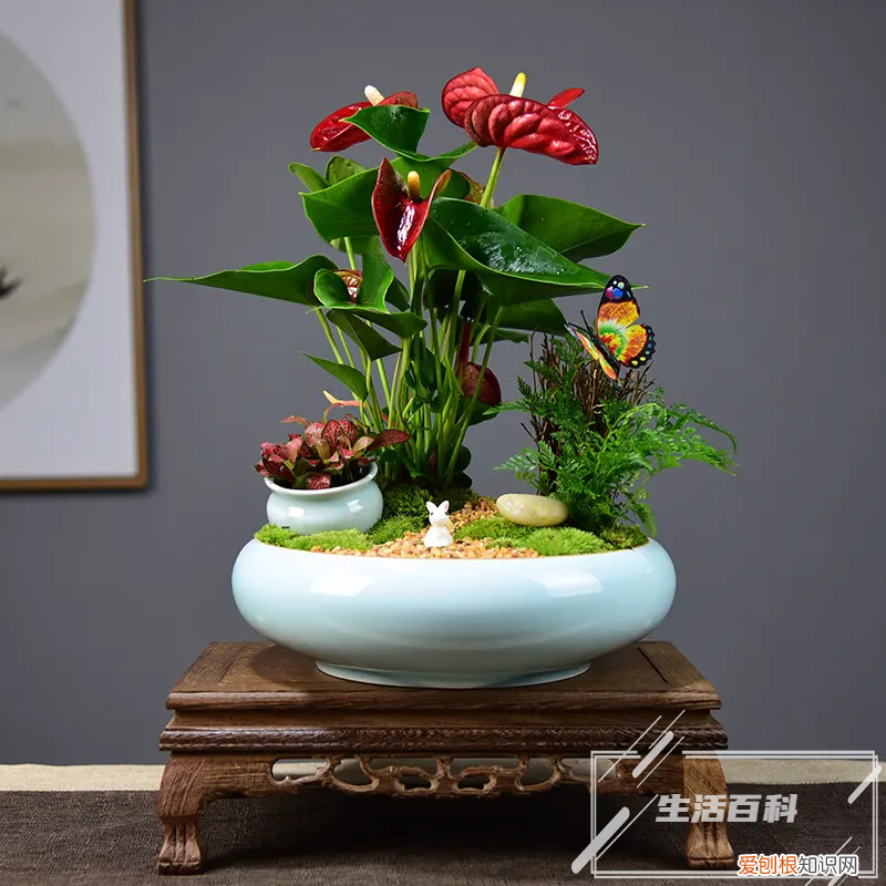 四照花别名 四照花有什么品种