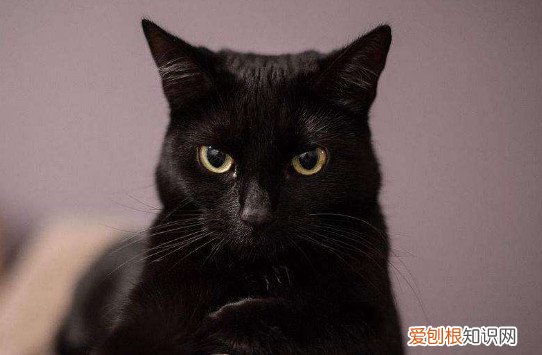 孟买猫为什么长白毛 孟买猫长白毛的原因