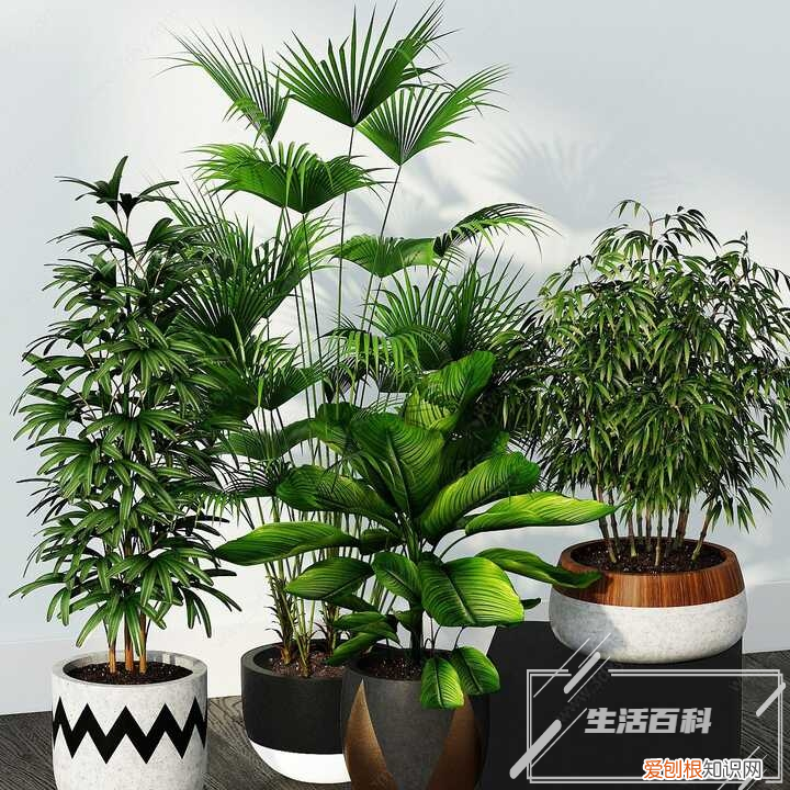 水培白玉虎皮兰的养殖方法和注意事项 白玉虎皮兰的养殖方法和注意事项 盆栽