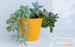 银叶菊的学名 银叶菊别名