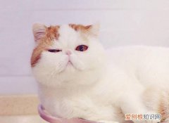 加菲猫怎么养注意什么 加菲猫饲养注意事项