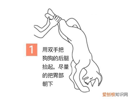 狗狗误食老鼠药怎么办没有宠物医院怎么办 狗狗误食老鼠药怎么办