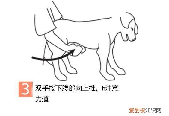 狗狗误食老鼠药怎么办没有宠物医院怎么办 狗狗误食老鼠药怎么办