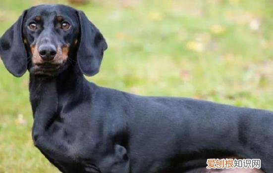 腊肠犬的缺点 腊肠犬为什么养的人少