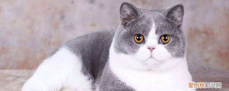 猫流了分泌物后多久生,怀孕猫流分泌物多久生,母猫下边流分泌物多久生