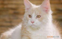 缅因猫发情期，缅因猫尴尬期