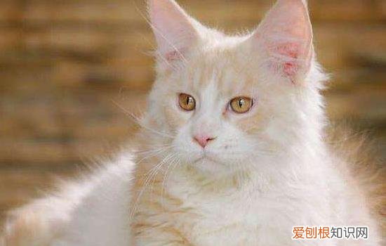 缅因猫发情期，缅因猫尴尬期