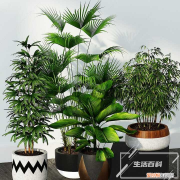 白玉虎皮兰变绿怎么回事 白玉虎皮兰为什么会变绿色呢