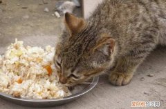 猫咪可以吃米饭吗 猫咪吃米饭会怎么样
