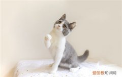 猫能吃鸡蛋吗 猫能吃鸡蛋