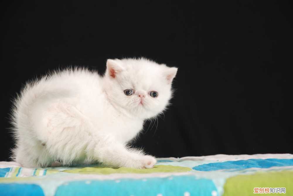 波斯猫发情特征,波斯猫发情有什么状况,波斯猫发情，波斯猫性情