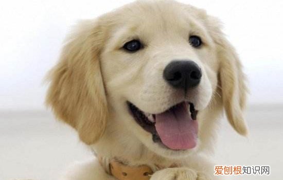 波斯猫发情特征,波斯猫发情有什么状况,波斯猫发情，波斯猫性情