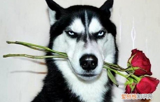 哈士奇夏天要养在室内吗 哈士奇冬天可以放在院外吗