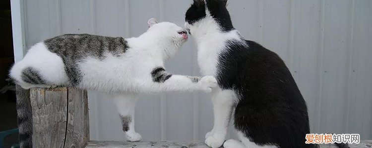 小猫抱走母猫疯了,小猫抱走母猫一直叫，小猫抱走后母猫一直叫