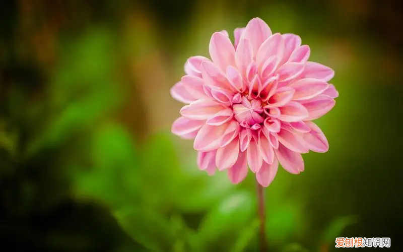 绿萝能浇啤酒不 绿萝可以浇啤酒兑水吗