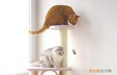 如何让猫喜欢猫爬架 让猫喜欢猫爬架的方法