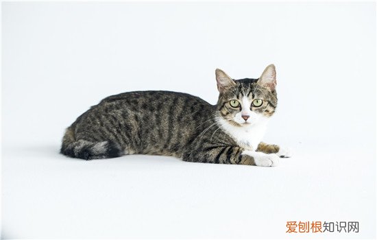 养母猫来月经吗,母猫第一次来月经是什么时候,猫什么时候开始来月经
