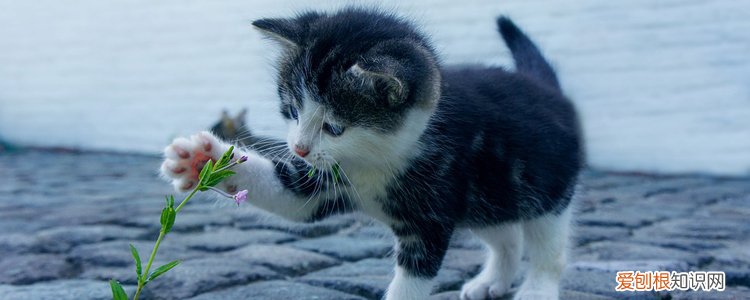可以给猫喝矿泉水吗,给猫喝矿泉水好吗,猫可以经常喝矿泉水吗，猫咪可不可以喝矿泉水