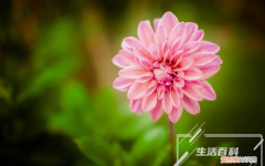 多肉的正确养殖方法 多肉浇水的正确方法图片