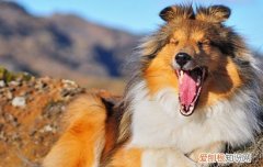中亚牧羊犬和中亚猎狼犬是一种犬吗 高狼犬和中亚牧羊犬的区别