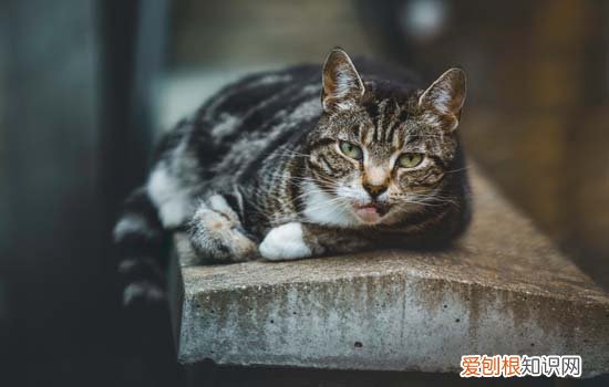公猫为什么咬死小猫 公猫咬死小猫的原因