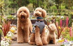 巨贵犬怎么训练上厕所，怎样训练巨贵犬