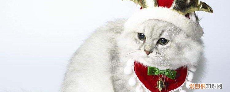 布偶猫发情的症状,布偶发情有什么症状,布偶猫发情有什么症状,布偶猫咪发情症状