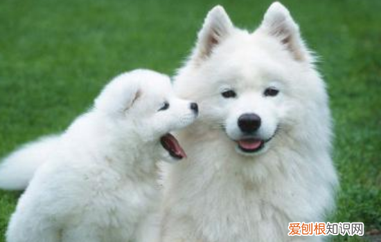 萨摩耶为什么爱咬人,萨摩耶咬人的前兆